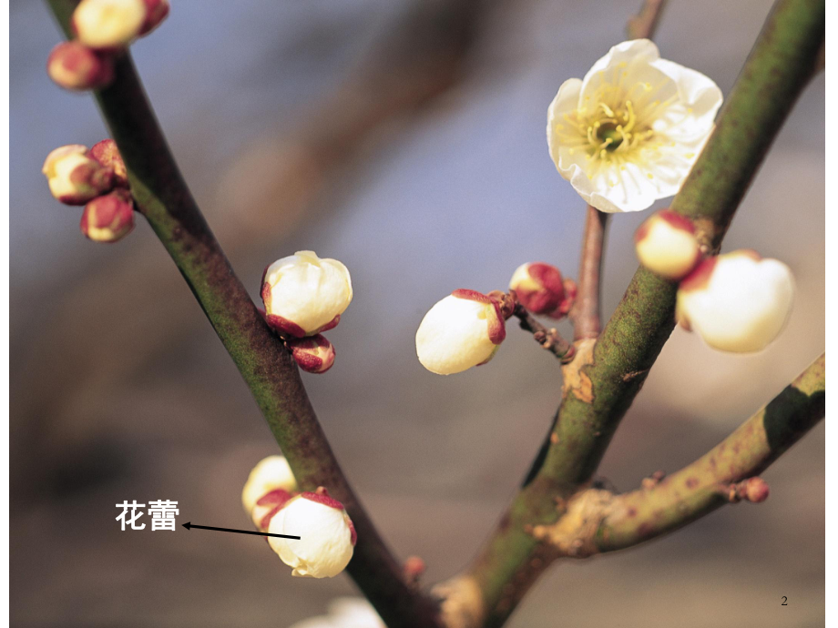 种子植物的有性生殖和发育(课堂)课件.ppt_第2页