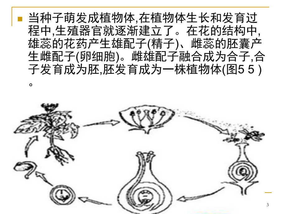 种子植物的有性生殖和发育(课堂)课件.ppt_第3页