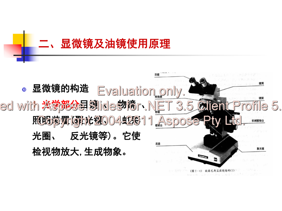 实验三显微镜油镜的使用及细菌形态观察课件.ppt_第3页