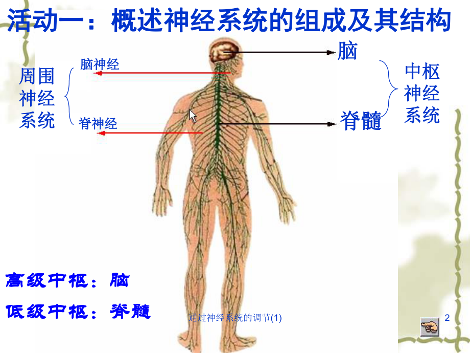 通过神经系统的调节课件1.ppt_第2页