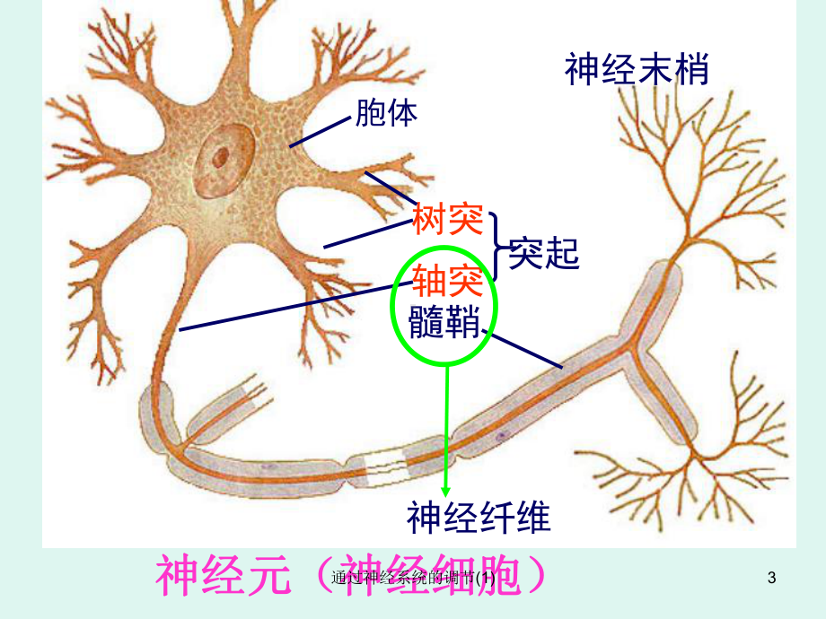 通过神经系统的调节课件1.ppt_第3页