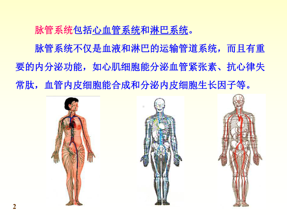 脉管系统概述及心血管课件.ppt_第2页