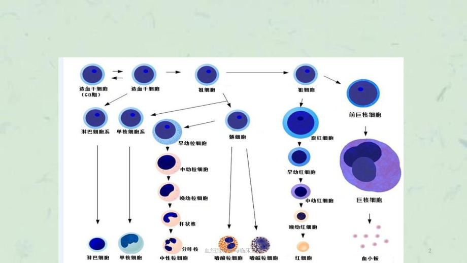 血细胞分析与临床意义课件.ppt_第2页