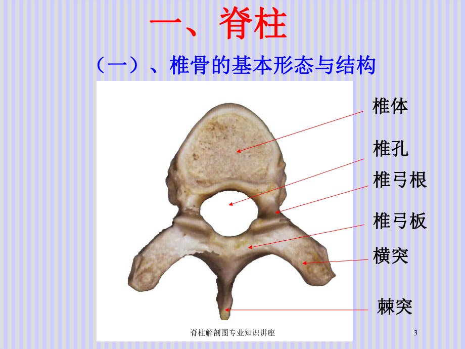 脊柱解剖图专业知识讲座培训课件.ppt_第3页