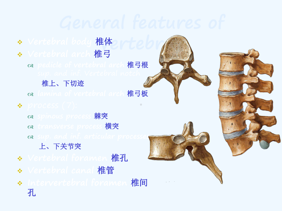 腰椎射频治疗腰椎间盘突出症课件2.pptx_第3页