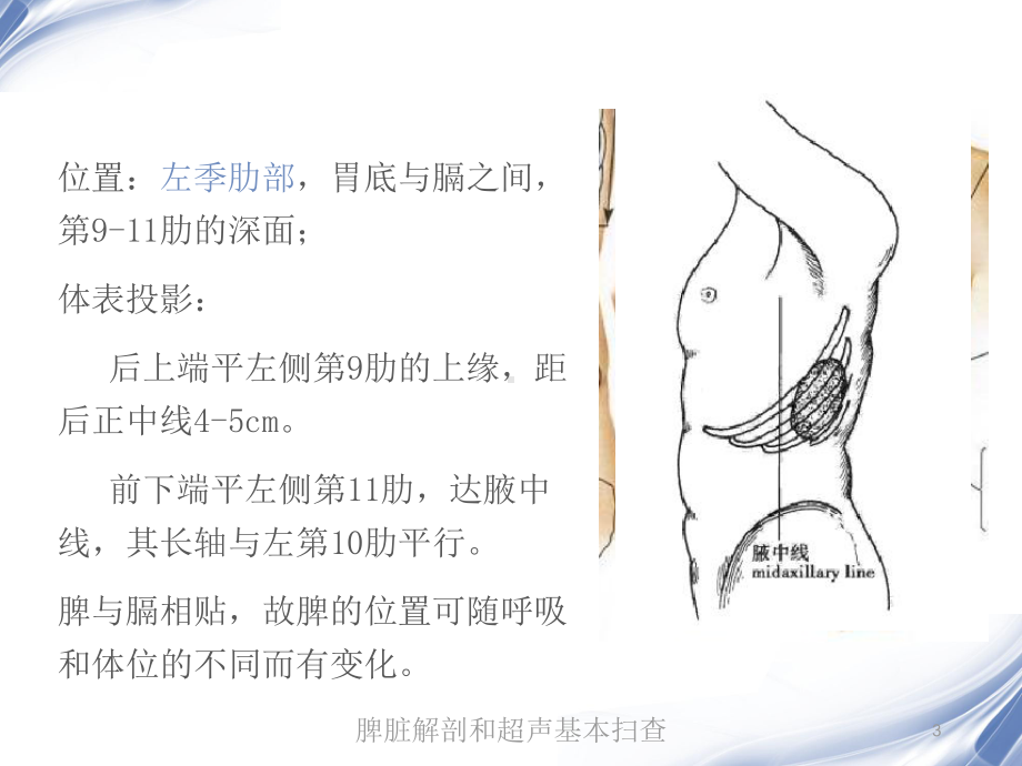 脾脏解剖和超声基本扫查培训课件.ppt_第3页