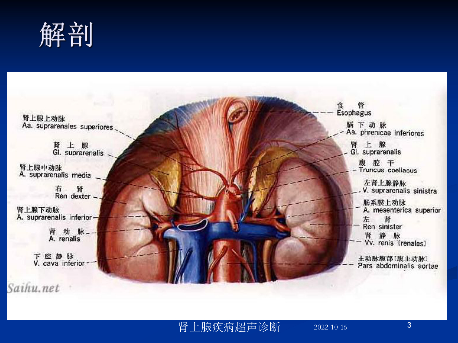 肾上腺疾病超声诊断培训课件.ppt_第3页