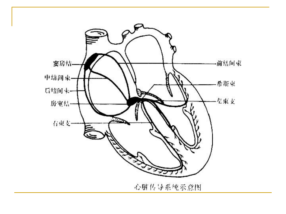 本科心律失常-课件.ppt_第3页