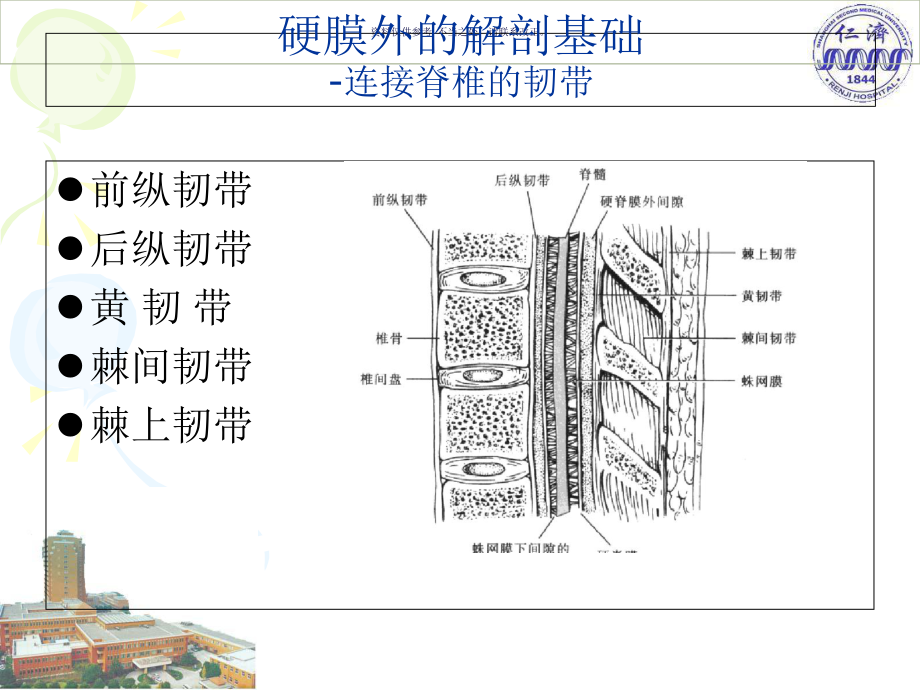 脊柱解剖和麻醉临床课件.ppt_第2页