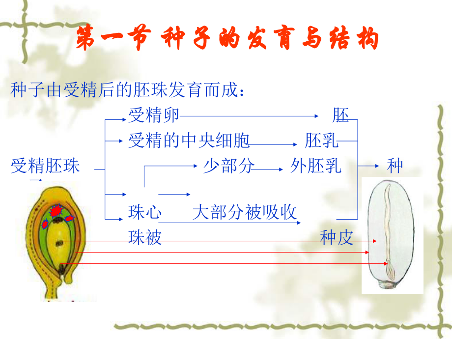 植物学-果实与种子的发育与结构课件.ppt_第2页