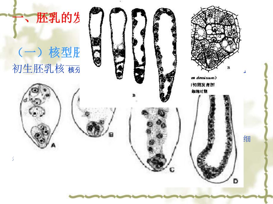 植物学-果实与种子的发育与结构课件.ppt_第3页