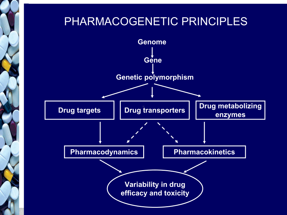 遗传药理学与个体化治疗课件.ppt_第2页