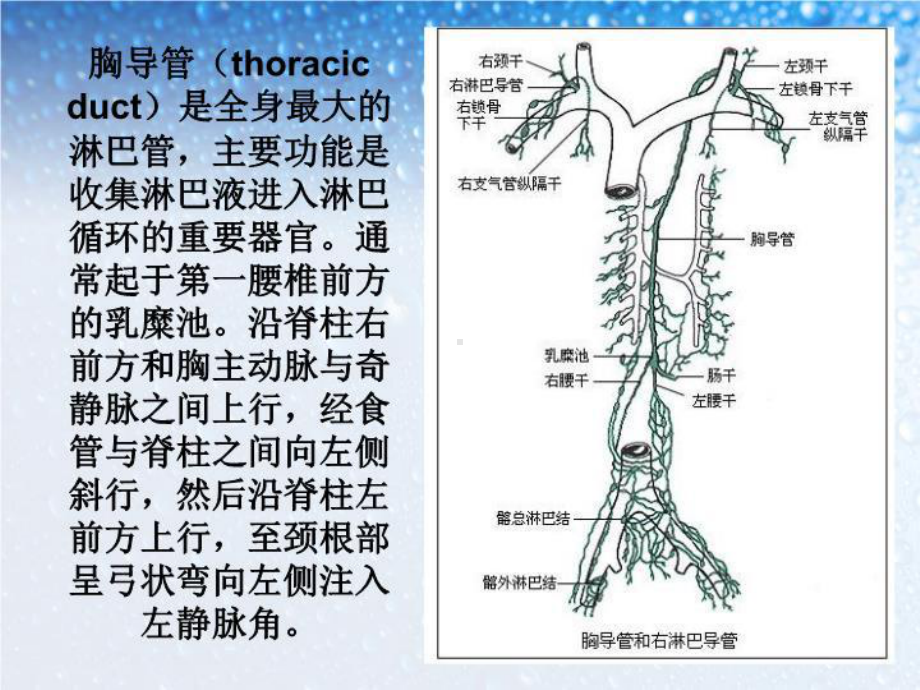 乳糜胸及乳糜腹的学习课件.ppt_第3页