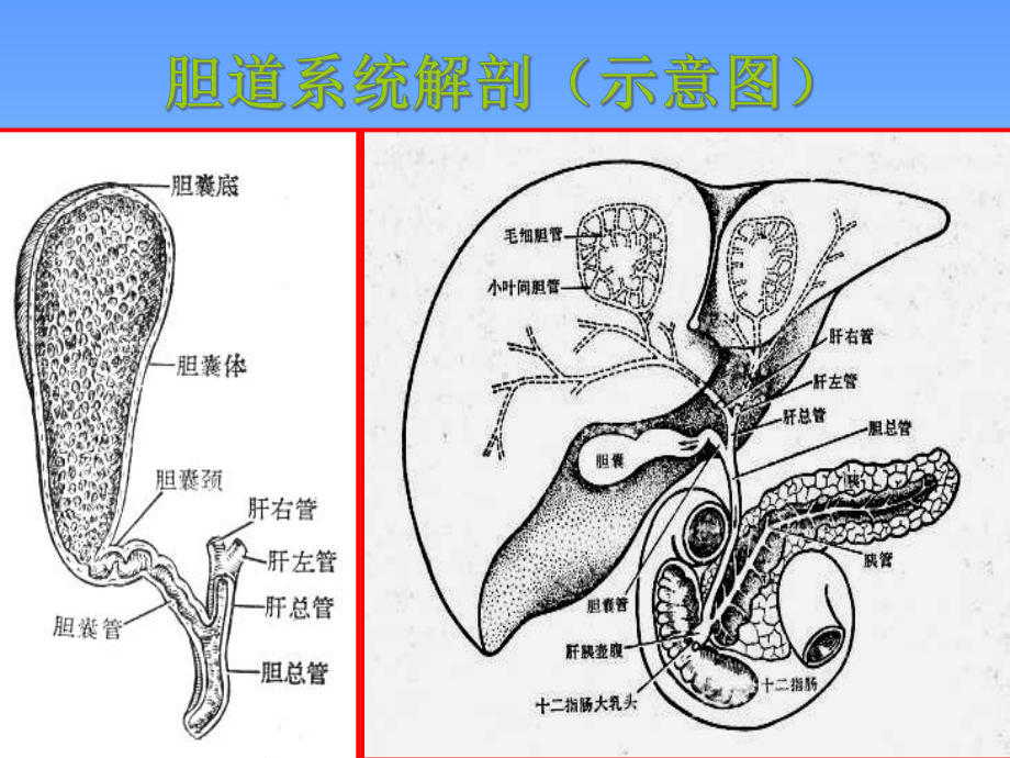 胰腺疾病诊断课件-2.ppt_第3页