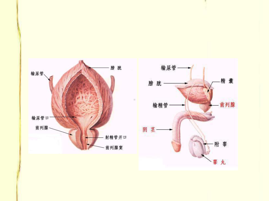 生殖健康的理论与实践课件.ppt_第3页