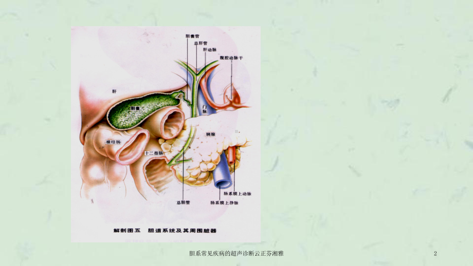 胆系常见疾病的超声诊断课件.ppt_第2页