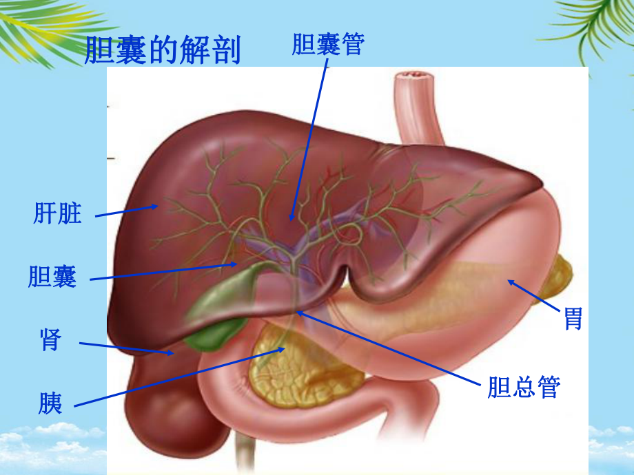 腹腔镜下胆囊切除术及护理课件2.ppt_第3页