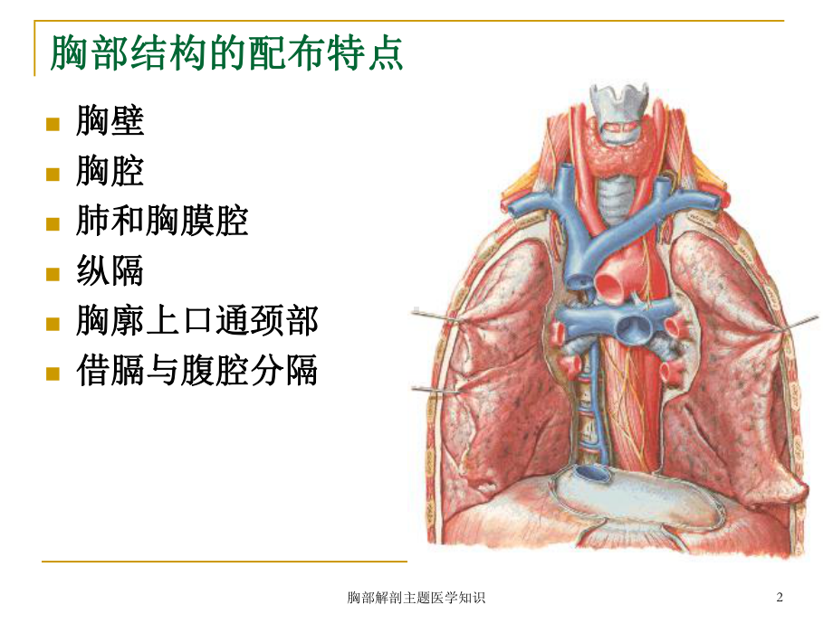 胸部解剖主题医学知识培训课件.ppt_第2页