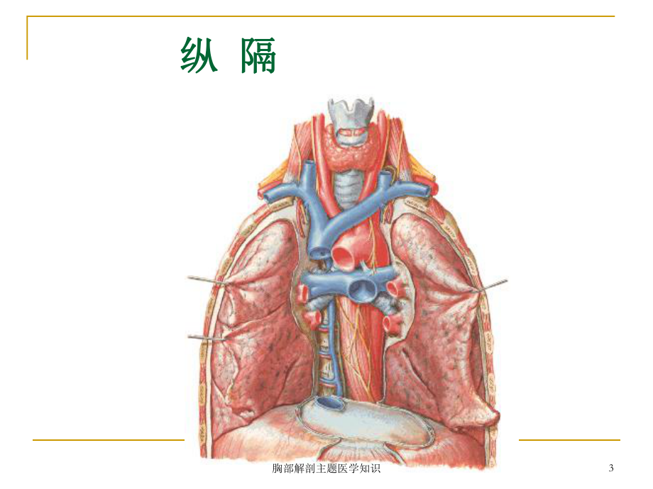 胸部解剖主题医学知识培训课件.ppt_第3页