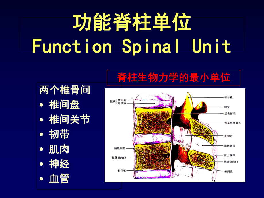 腰椎不稳的诊断与治疗学习课件.ppt_第2页