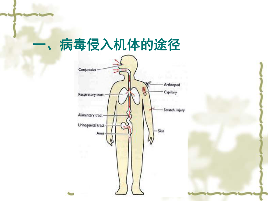 病毒和宿主的相互关系课件.ppt_第3页