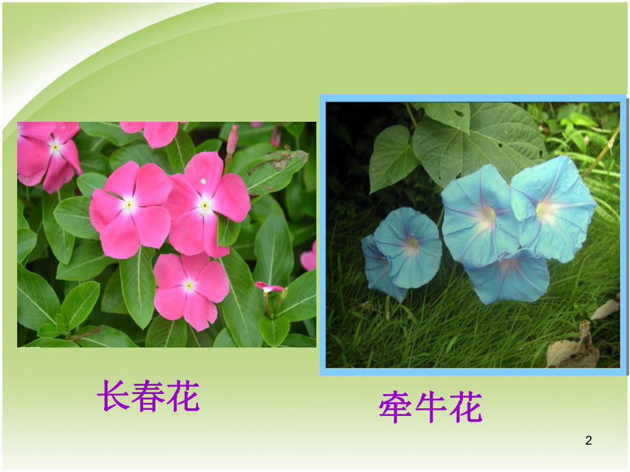 绿色开花植物生殖器官的生长教学课件.ppt_第2页