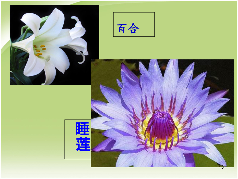 绿色开花植物生殖器官的生长教学课件.ppt_第3页