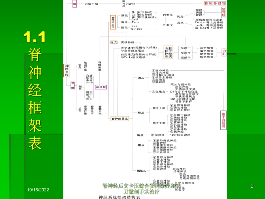 脊神经后支卡压综合征的诊疗和针刀微创手术治疗培训课件.ppt_第2页