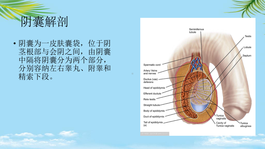 阴囊急症的超声诊断全面课件.pptx_第3页