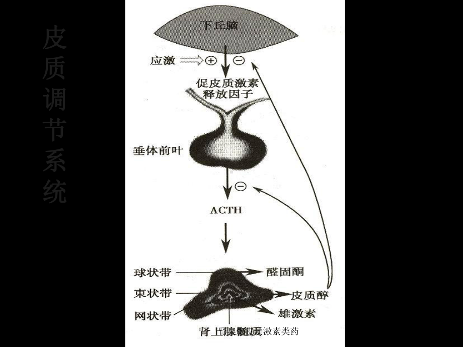 肾上腺皮质激素类药课件.ppt_第3页