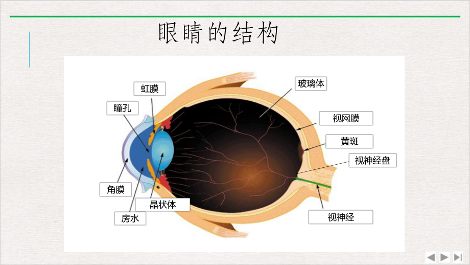 青光眼白内障黄斑变性课件.pptx_第3页