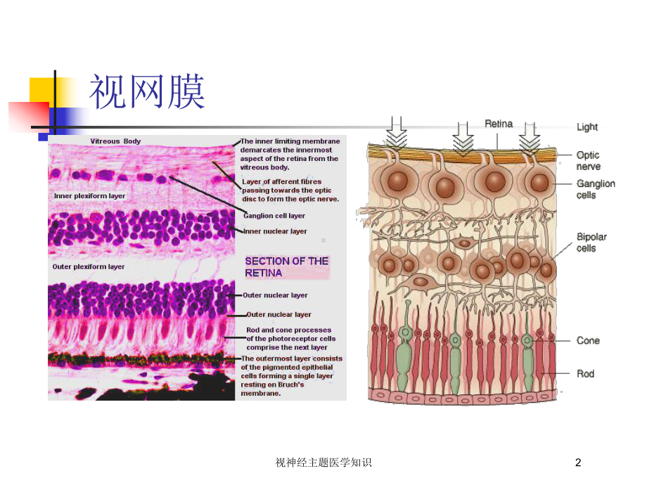 视神经主题医学知识培训课件.ppt_第2页