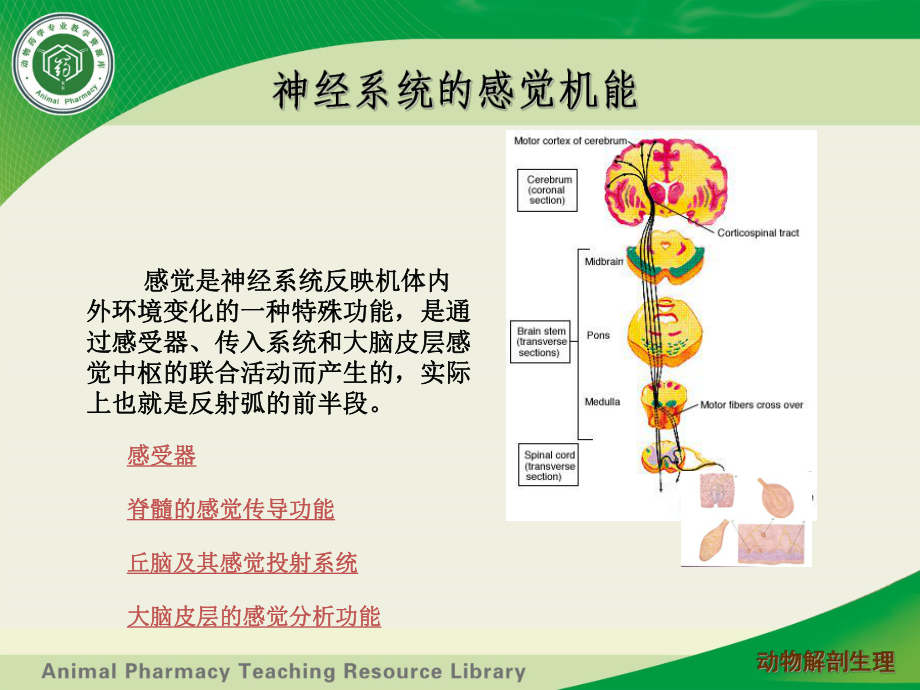 神经系统生理--神经系统的感觉机能课件.ppt_第2页