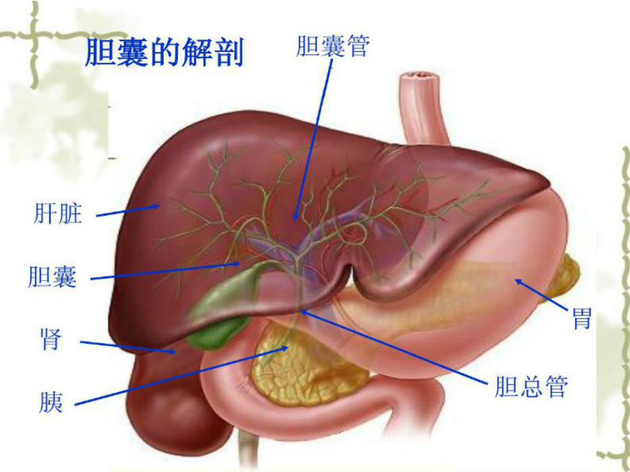 腹腔镜胆囊切除术的护理讲课课件.ppt_第3页