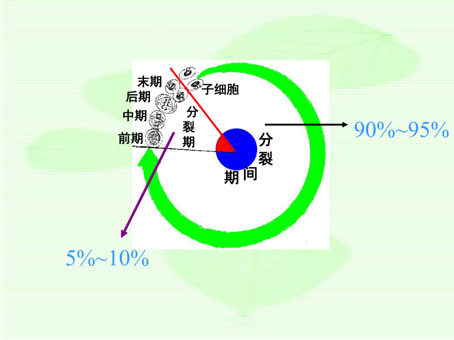 植物有丝分裂课件1.ppt_第3页