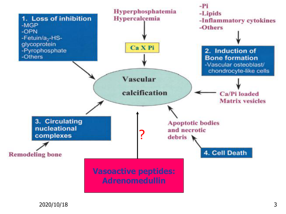 肾上腺髓质素对血管钙化的抑制作用优选课件.ppt_第3页