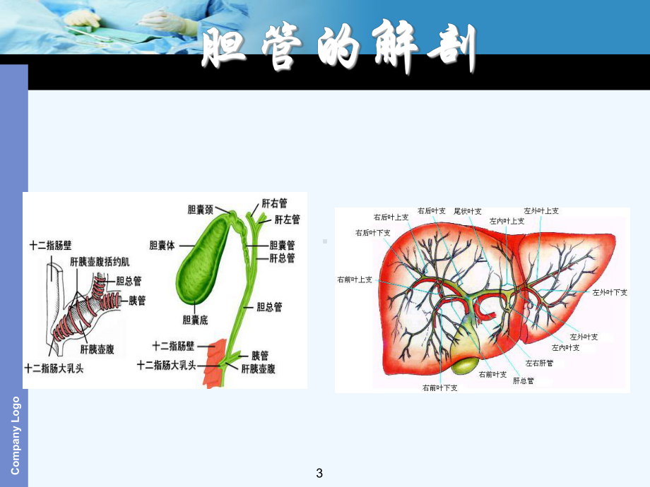 胆管癌相关分子及其标记物研究进展课件.ppt_第3页