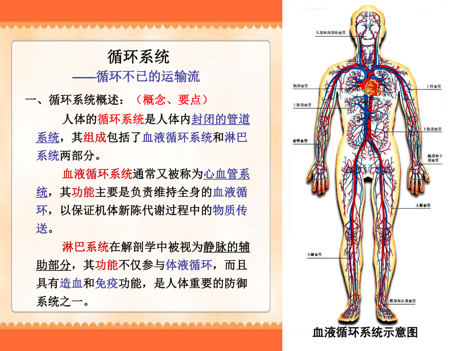 学前卫生学-循环系统分解课件.ppt_第3页