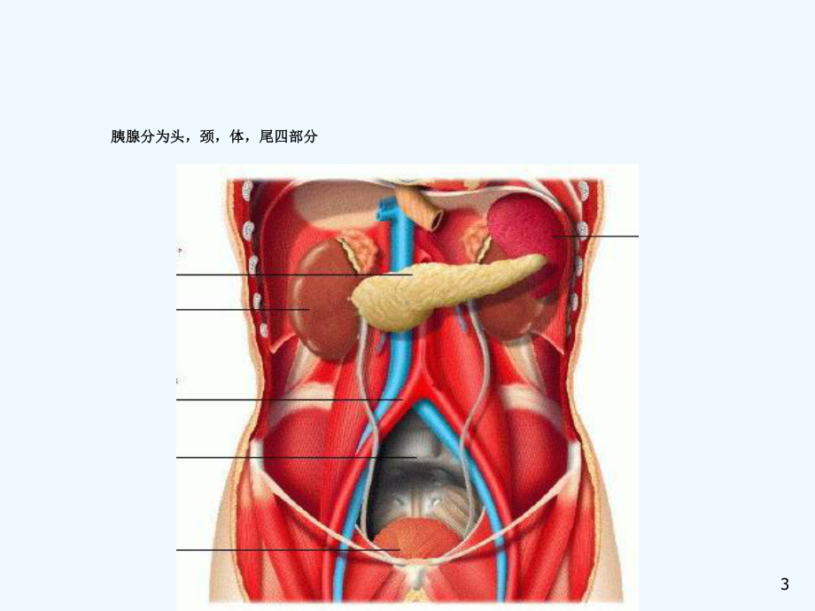 胰腺疾病超声诊课件.ppt_第3页