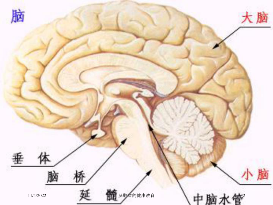 脑肿瘤的健康教育培训课件.ppt_第2页