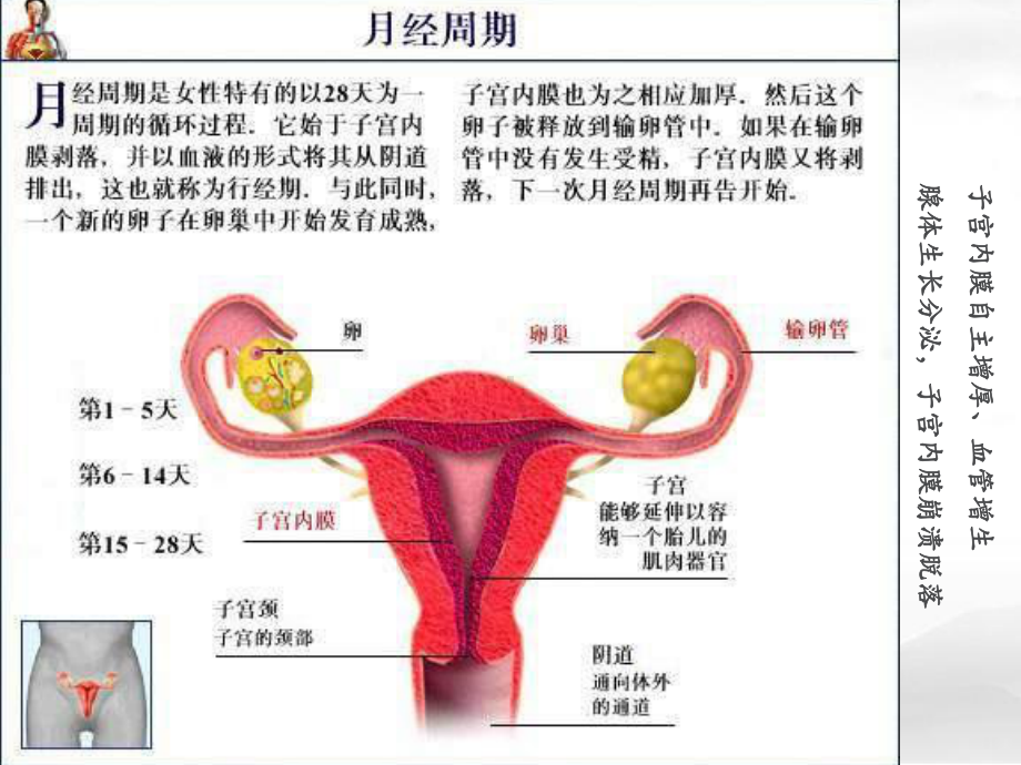 临床医学浅论-痛经教材课件.ppt_第3页