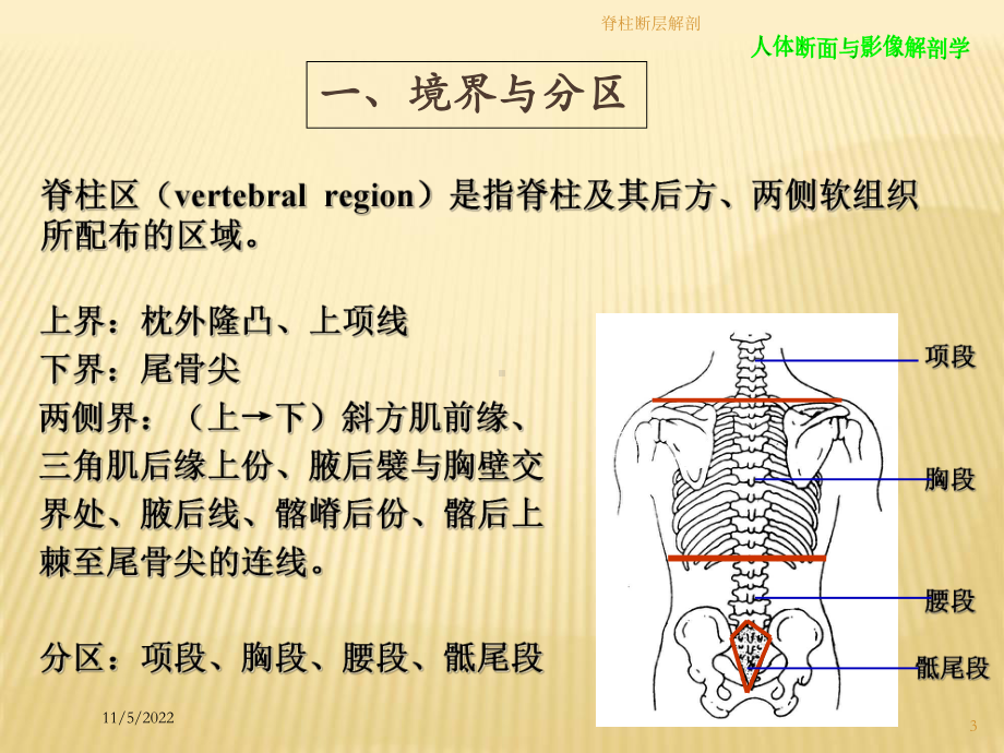 脊柱断层解剖培训课件.ppt_第3页