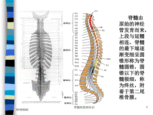 脊髓病基础知识培训课件.ppt