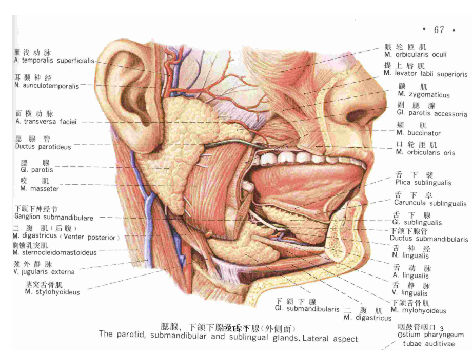 腮腺及面神经解剖及临床-课件.ppt_第3页