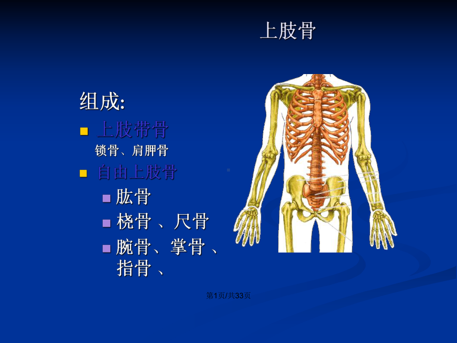 人体解剖学上下肢骨学习教案课件.pptx_第2页