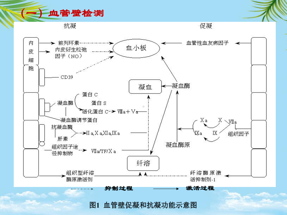 血栓与止血检验的临床应用课件.ppt_第3页