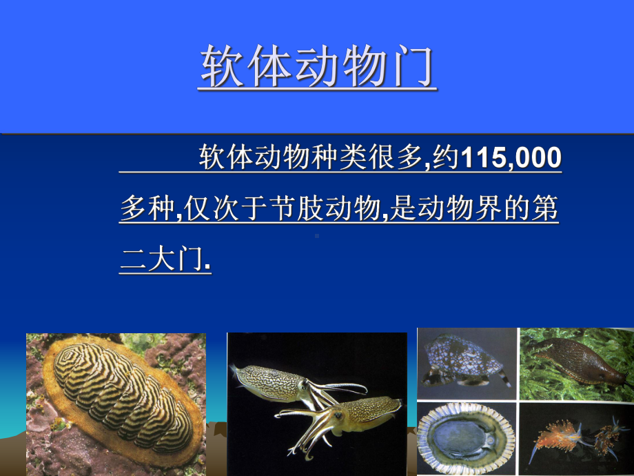 普通动物学-软体动物门课件.ppt_第2页