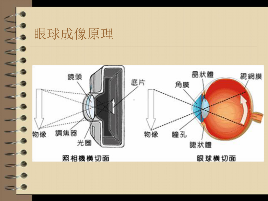 眼科解剖及生理课件.ppt_第3页