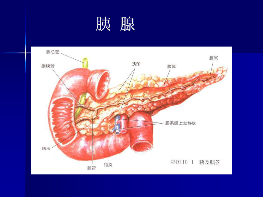 胰腺癌病人护理查房课件.pptx_第3页