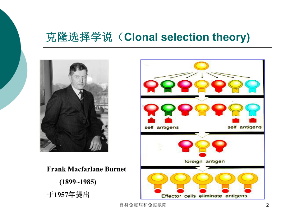 自身免疫病和免疫缺陷课件.ppt_第2页